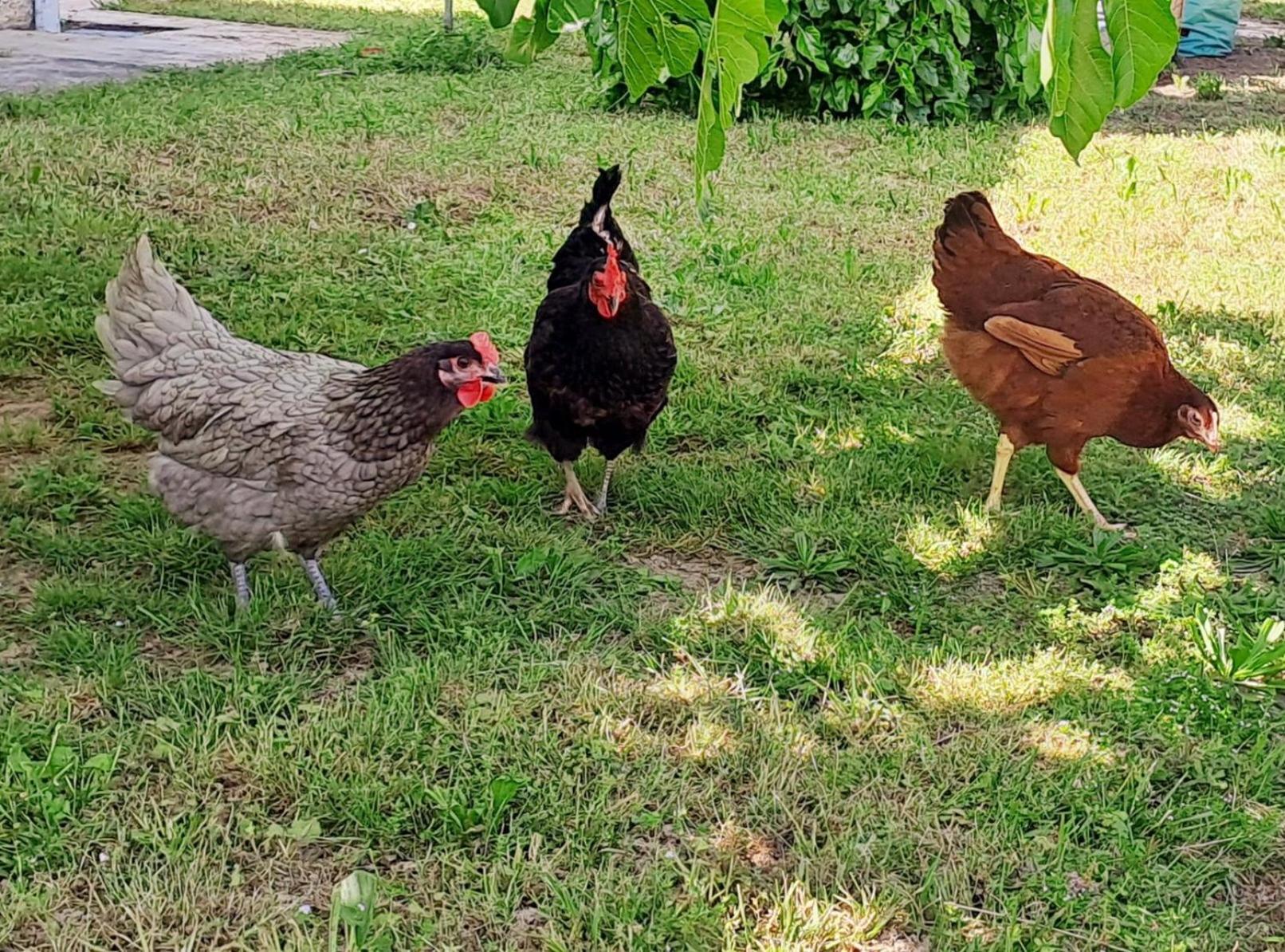 Les Gites De Lescurou Limogne-en-Quercy Ngoại thất bức ảnh